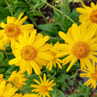 Heirloom Arnica Montana Flower seeds for Planting Seasonal Bloomer Heirloom & GMO Free Seeds for Home Garden