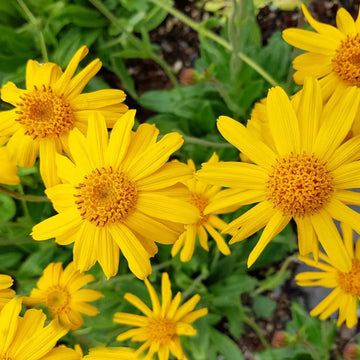 Heirloom Arnica Montana Flower seeds for Planting Seasonal Bloomer Heirloom & GMO Free Seeds for Home Garden