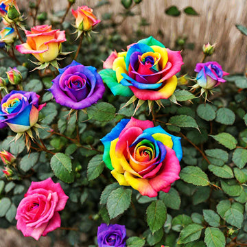 MultiColor Rose Flower Seeds for Planting Heirloom NonGMO Seeds Perfect for Garden Pollinator Friendly 
 
 Sale
