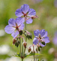 Geranium Pratense Flower seeds for Planting Premium Quality Heirloom & GMO Free Seeds for Home Garden