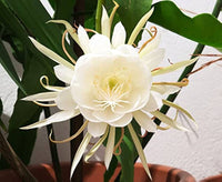Epiphyllum Oxypetalum White Flower Seeds for Planting