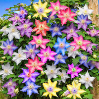 Mixed Clematis Flower seeds for Planting Fragrant Blossoms Heirloom & GMO Free Seeds for Home Garden 
 
 Sale