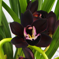 Black Cymbidium Faberi Flower seeds for Planting Garden Favorite Heirloom & GMO Free Seeds for Home Garden 
 
 Sale