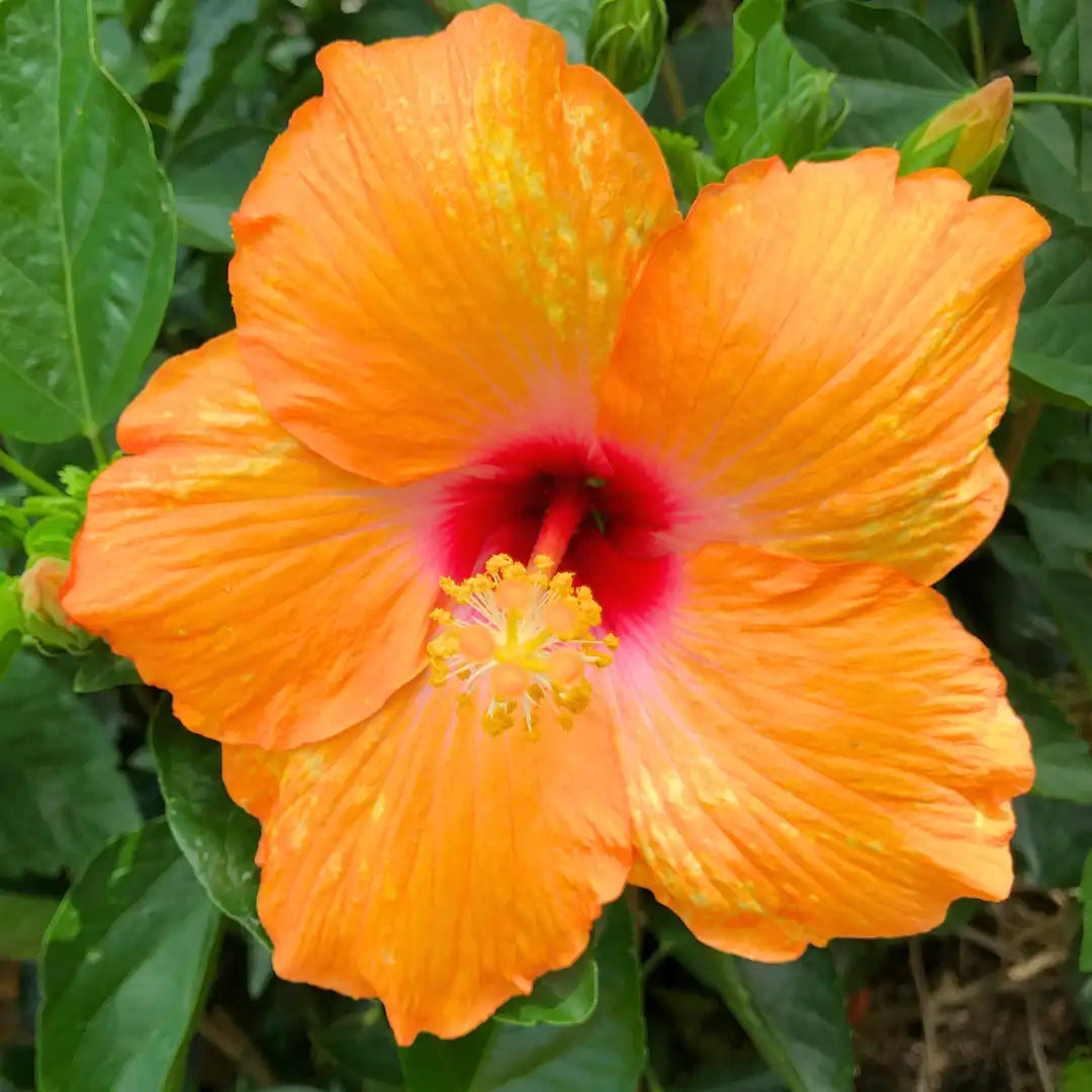 Orange Hibiscus Hibiscus rosa-sinensis Seeds for Planting for Flower Bed