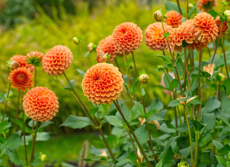 Yellow Orange Dahlia Flower Seeds for Planting Seasonal Bloomer Heirloom & GMO Free Seeds for Home Garden
 
 Sale