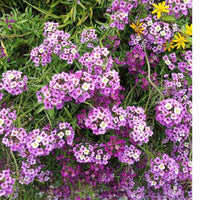 Heirloom Sweet Alyssum Flower seeds for Planting Garden Favorite Heirloom & GMO Free Seeds for Home Garden