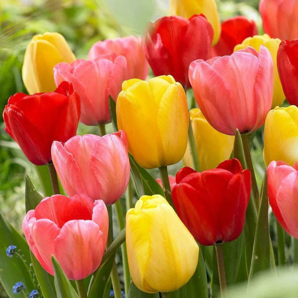 Mixed Tulip Flower seeds for Planting Cut Flower Favorite Heirloom & GMO Free Seeds for Home Garden 
 
 Sale