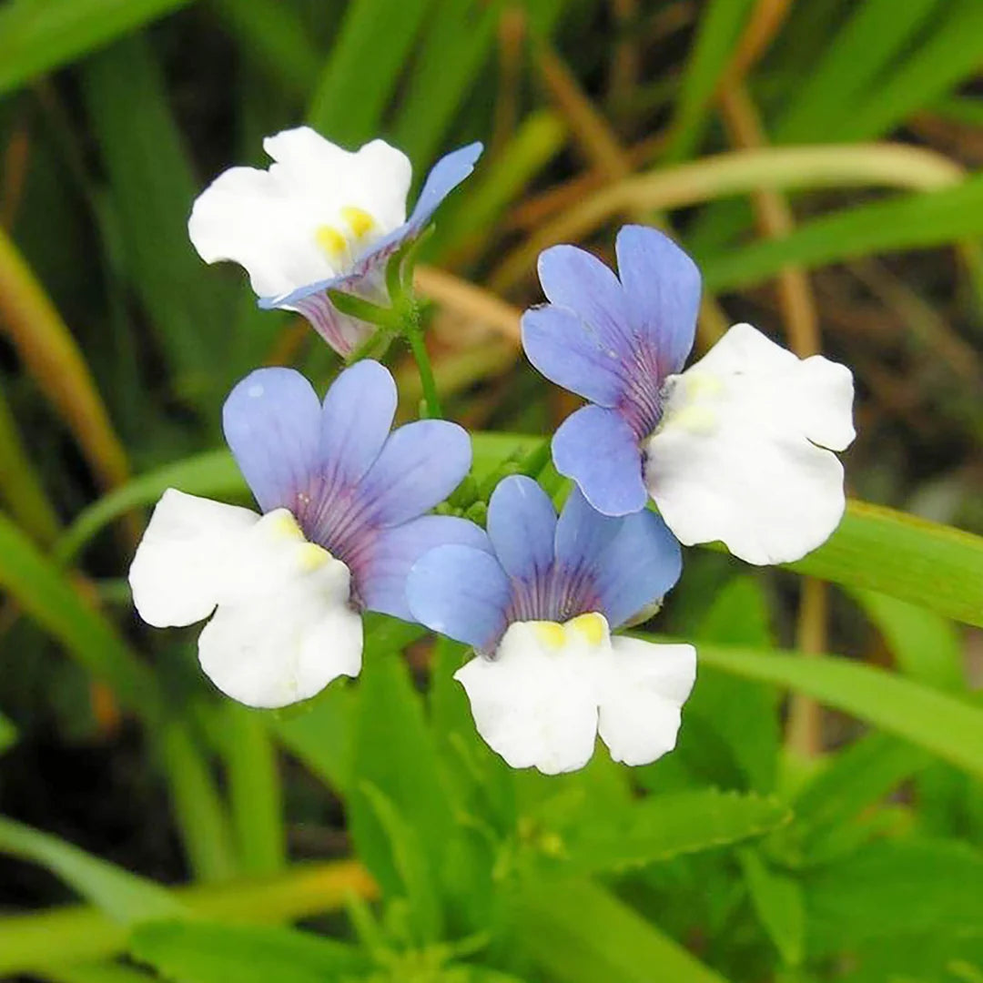 Blue White Nemesia Flower seeds for Planting Shade Tolerant Heirloom & GMO Free Seeds for Home Garden 
 
 Sale