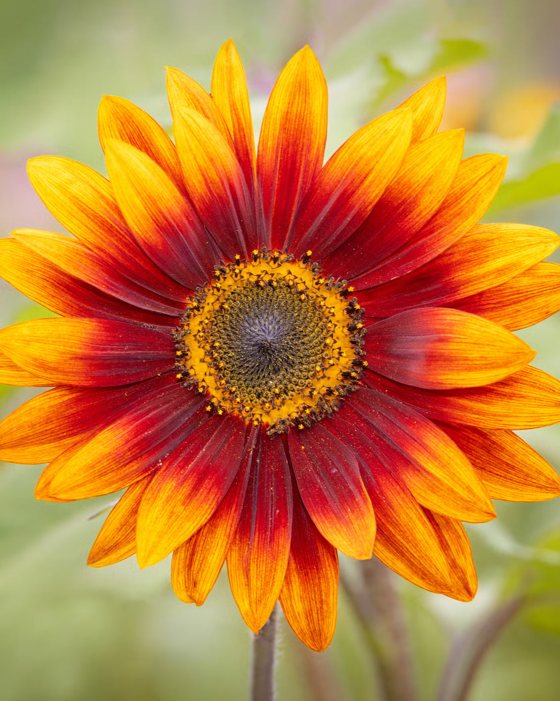 Yellow Red SunFlower seeds for Planting - Garden Favorite, Heirloom & GMO Free Seeds for Home Garden