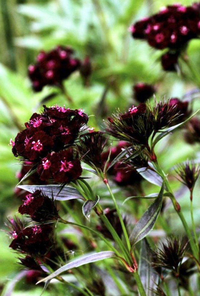Black William Flower Seeds for Planting