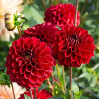 Dahlia Opera Mix Flower seeds for Planting Pollinator Friendly Heirloom & GMO Free Seeds for Home Garden