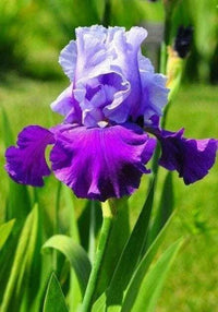 Perennial iris flowers adding vibrant seasonal color to an ornamental garden.

