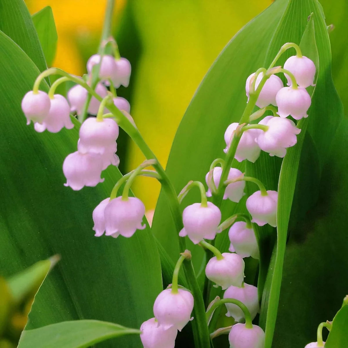 Pink Lily of the Valley Seeds for Planting  Beautiful Perennial Flower Seeds