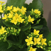 Kalanchoe Yellow Flower seeds for Planting - Cottage Garden Essential, Heirloom & GMO Free Seeds for Home Garden