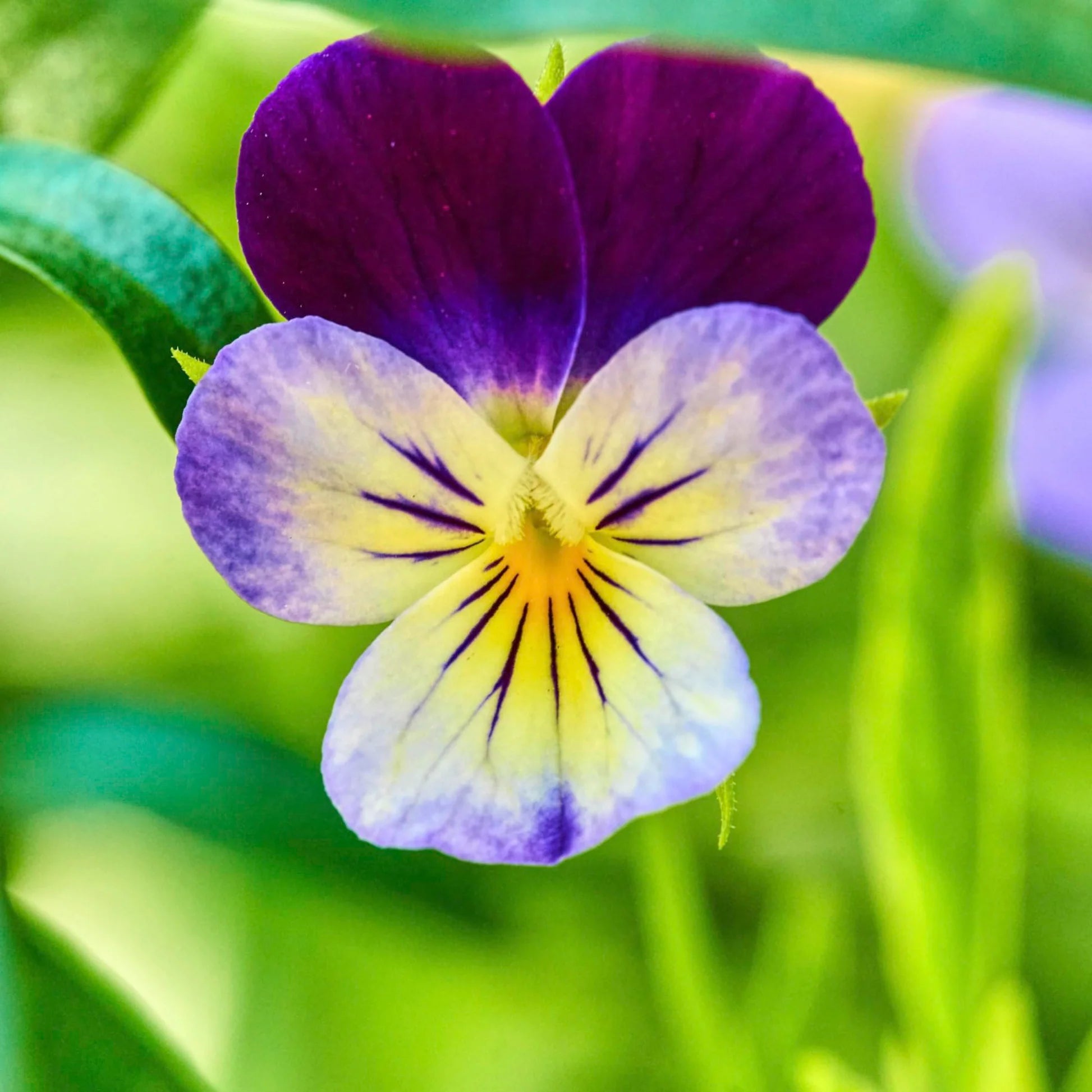 Viola Tricolor Flower seeds for Planting Shade Tolerant Heirloom & GMO Free Seeds for Home Garden