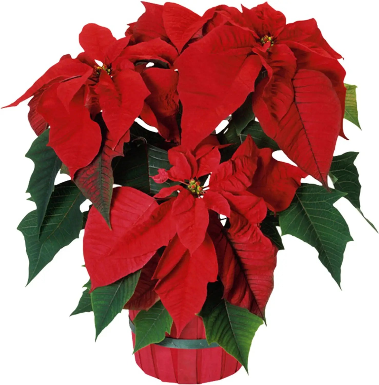 Red Poinsettia Flower Seeds for Planting Hardy Variety Heirloom & GMO Free Seeds for Home Garden
 
 Sale