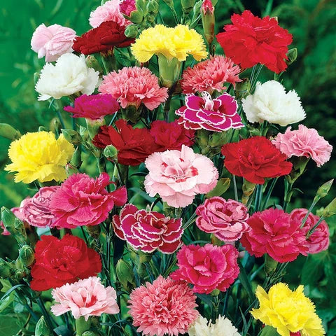 Mixed Colour Carnation Flower Seeds for Planting Pollinator Friendly Heirloom & GMO Free Seeds for Home Garden
 
 Sale