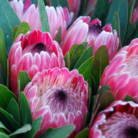 Protea Flower Planting Seeds for Vibrant Gardens