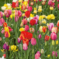 Tulip Bulbs Mix for Planting – Mixed Perennial Garden Flowers