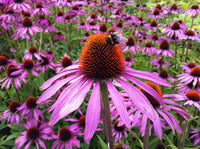 Coneflower Flower seeds for Planting Vibrant Colors Heirloom & GMO Free Seeds for Home Garden