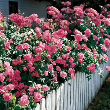 Pink (Pink Climbing) seeds for planting in home garden