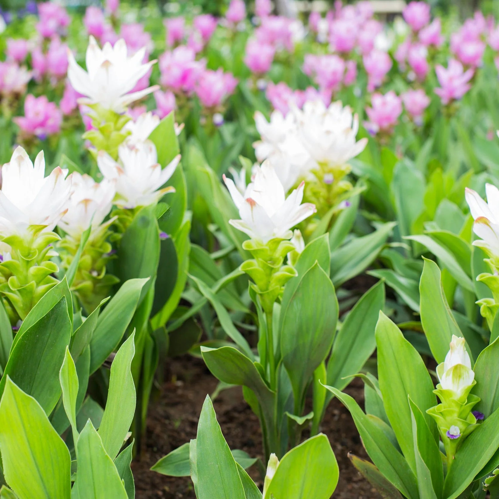 Curcuma Longa Flower seeds for Planting Bright Blooms Heirloom & GMO Free Seeds for Home Garden
 
 Sale