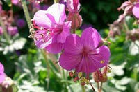 Bevans Flower seeds for Planting Garden Favorite Heirloom & GMO Free Seeds for Home Garden 
 
 Sale for planting in home garden