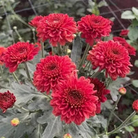 Chrysanthemum Red Flower Seeds for Planting | Perennial Blooms