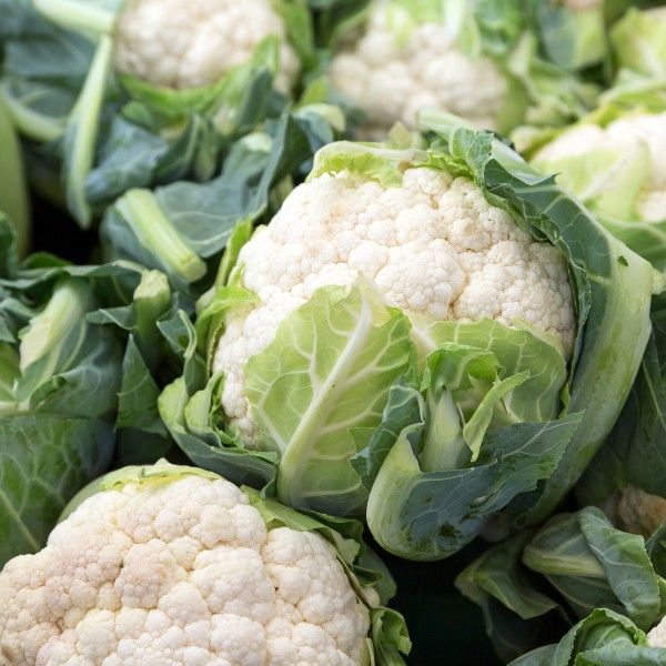 Cauliflower plants growing with lush green leaves in a sunny garden.
