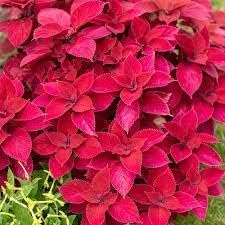 100 Pcs