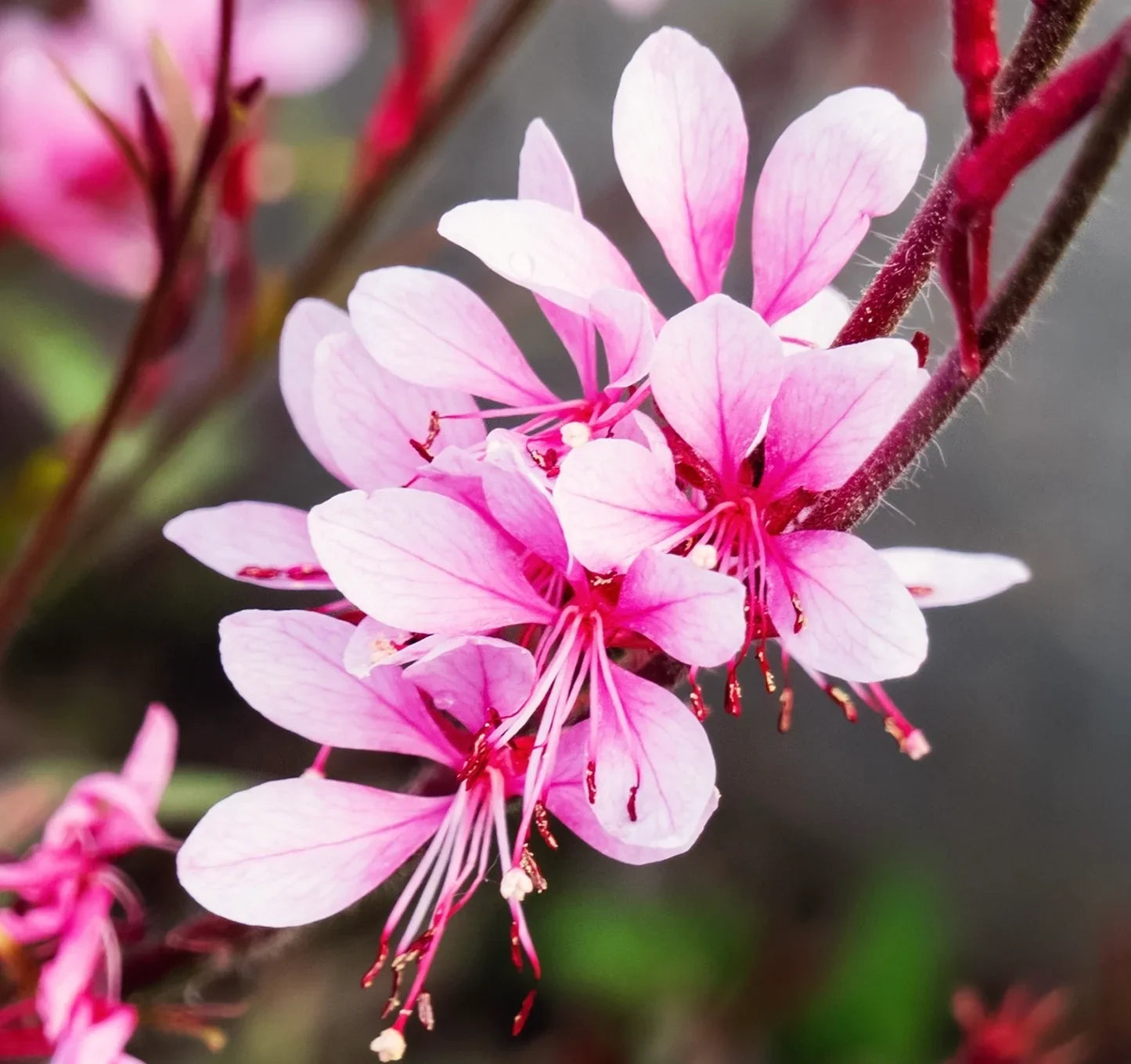 Gaura Rosy White flowers blooming with delicate pink and white petals.