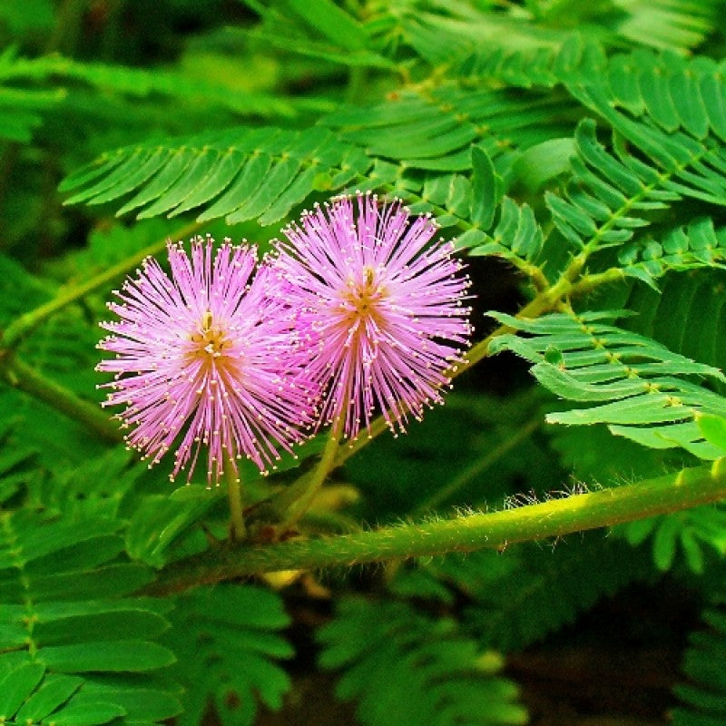 Lavender Mimosa Pudica Flower seeds for Planting - Easy to Grow, Heirloom & GMO Free Seeds for Home Garden