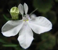 Lobelia Regatta White Seeds for Elegant White Blooms