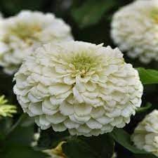 Heirloom White Zinnia Salmon Flower seeds for Planting Vibrant Colors Heirloom & GMO Free Seeds for Home Garden 
 
 Sale for planting in home garden