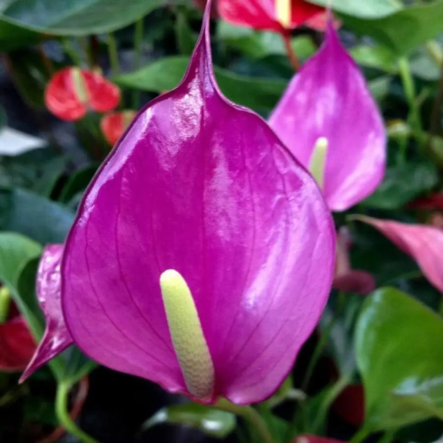 Anthurium Andraeanum Seeds, Heirloom Non-GMO Flower Seeds for Planting