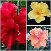 Hibiscus Flower seeds for Planting Premium Quality Heirloom & GMO Free Seeds for Home Garden 
 
 Sale for planting in home garden