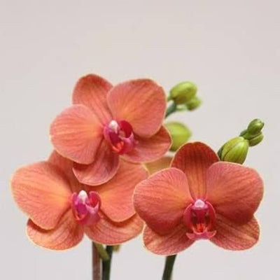 100 Pcs