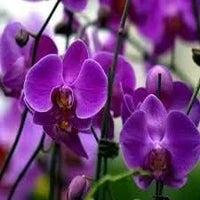 White Violet Butterfly Orchid Flower seeds for Planting - Easy to Grow, Heirloom & GMO Free Seeds for Home Garden