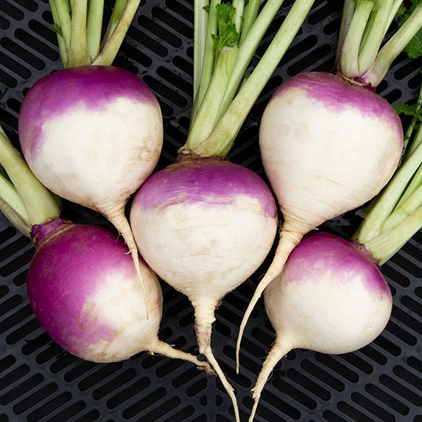 Purple Top White Globe Turnip Seeds for Home Garden Planting | Heirloom Non-GMO