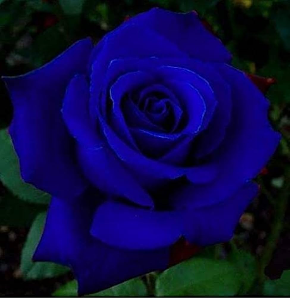 Blue Midnight Rose seeds for planting with elegant deep blue-inspired flower blooms.