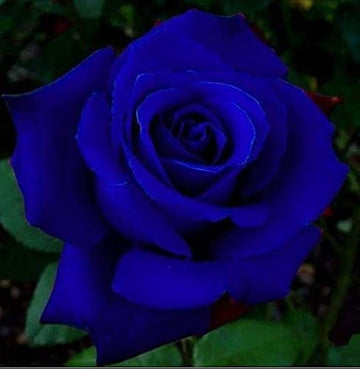 Blue Midnight Rose seeds for planting with elegant deep blue-inspired flower blooms.