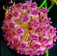 Pink (Pink Yellow) seeds for planting in home garden