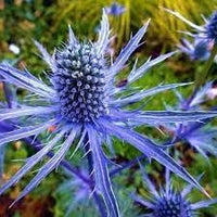 Eryngium Flower seeds for Planting - Colorful Display, Heirloom & GMO Free Seeds for Home Garden
 
 Sale seeds for home garden