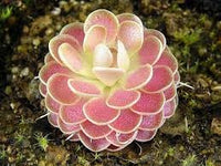 Butterworth Flower seeds for Planting - Long Bloom Season, Heirloom & GMO Free Seeds for Home Garden
 
 Sale seeds for home garden