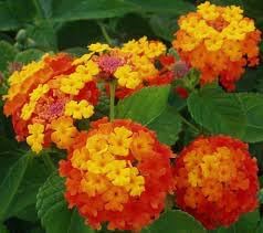 Wandelrose Flower seeds for Planting - Easy to Grow, Heirloom & GMO Free Seeds for Home Garden
 
 Sale seeds for planting in home garden