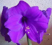 Amaryllis Flower seeds for Planting Drought Tolerant Heirloom & GMO Free Seeds for Home Garden 
 
 Sale for planting in home garden