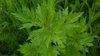 Blumea Flower seeds for Planting - Seasonal Bloomer, Heirloom & GMO Free Seeds for Home Garden
 
 Sale seeds for home garden