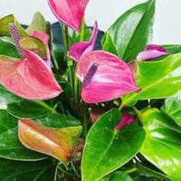 Pink & Green Anthurium Flower Seeds for Planting Fragrant Blossoms Heirloom & GMO Free Seeds for Home Garden
 
 Sale