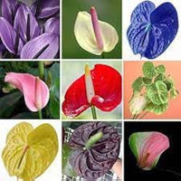 Mixed Colour Anthurium for Planting Sun Loving Heirloom & GMO Free Seeds for Home Garden
 
 Sale