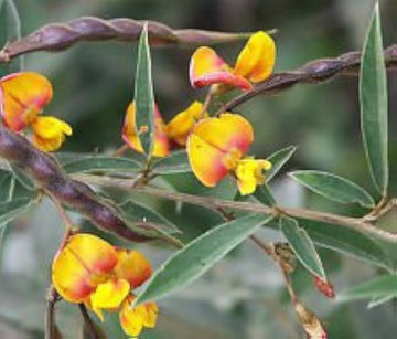 Yellow Cajanus Cajan Flower seeds for Planting - Low Maintenance, Heirloom & GMO Free Seeds for Home Garden
 
 Sale for planting in home garden.